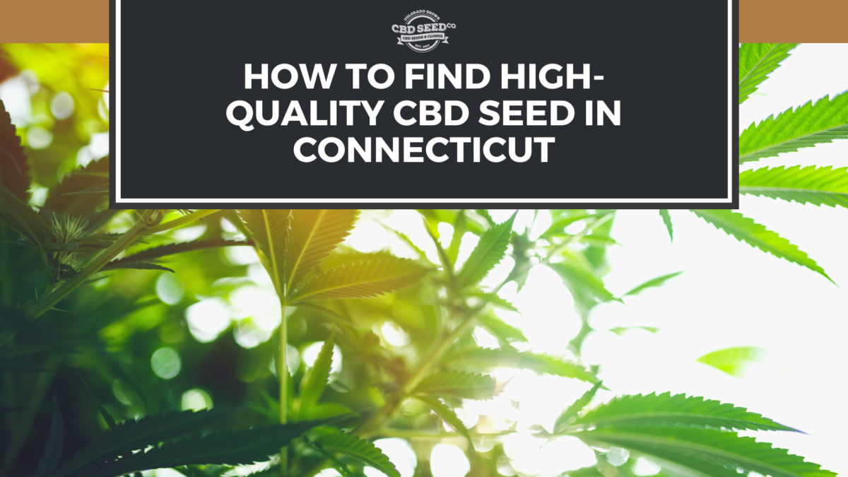 cbd seed connecticut