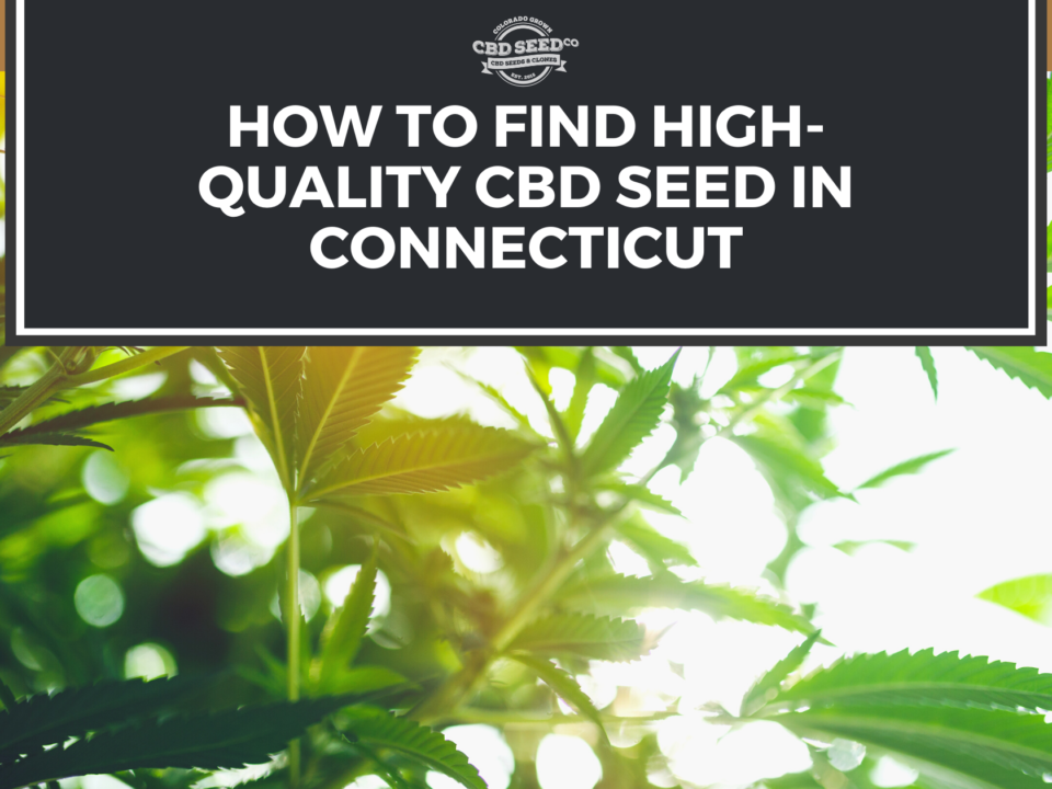 cbd seed connecticut