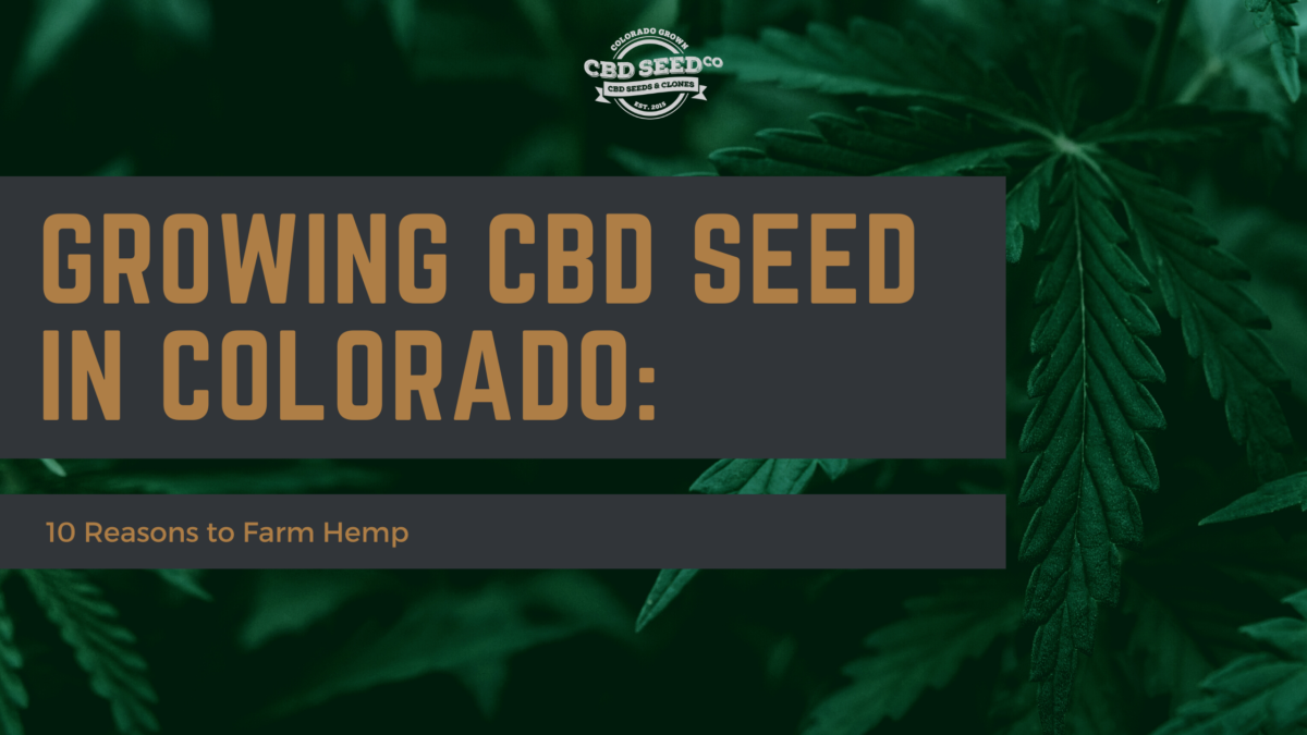 cbd seed colorado