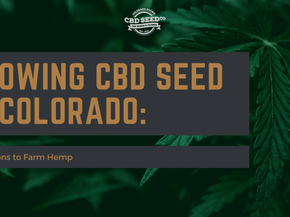 cbd seed colorado