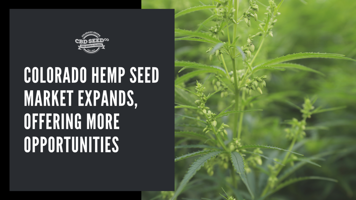 colorado hemp seed market