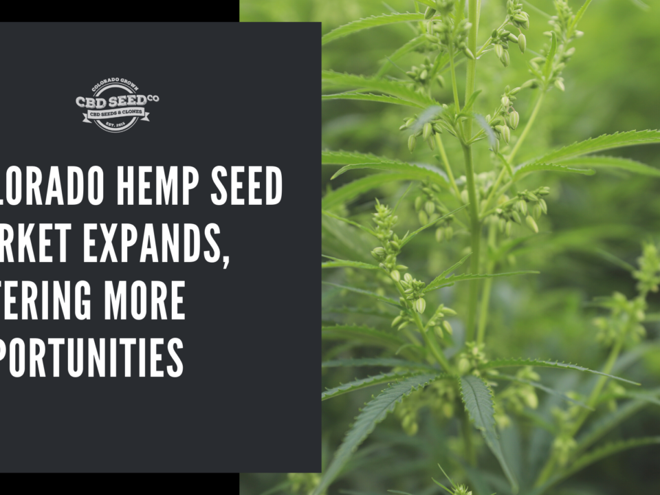 colorado hemp seed market