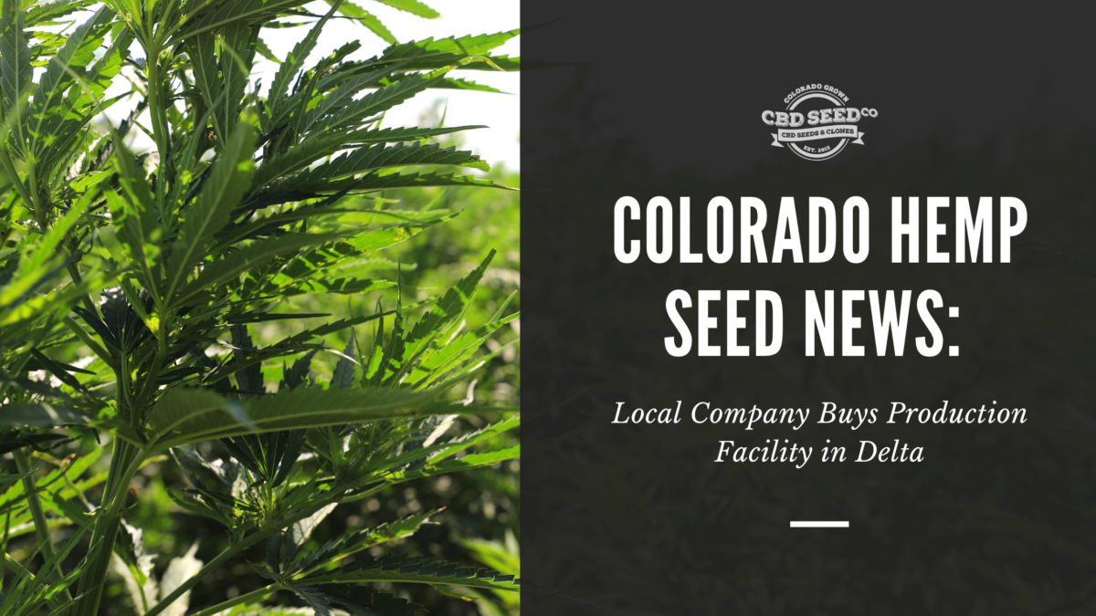 colorado hemp seed news company buys facility