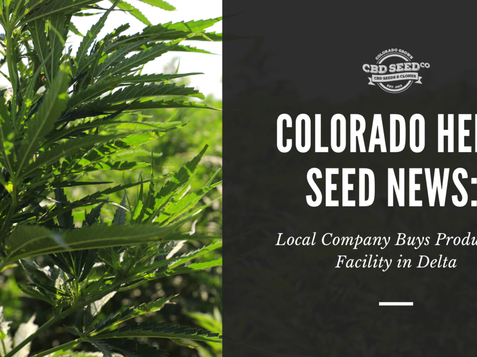 colorado hemp seed news company buys facility