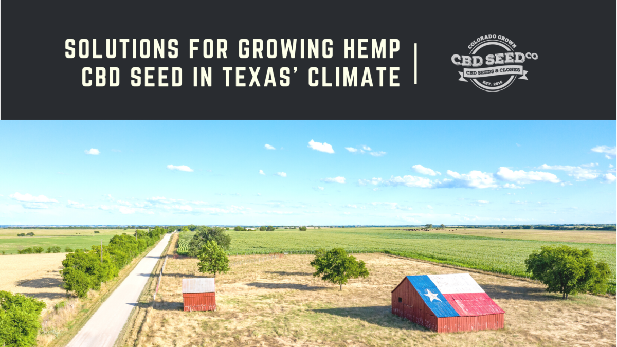 growing hemp cbd seed texas climate