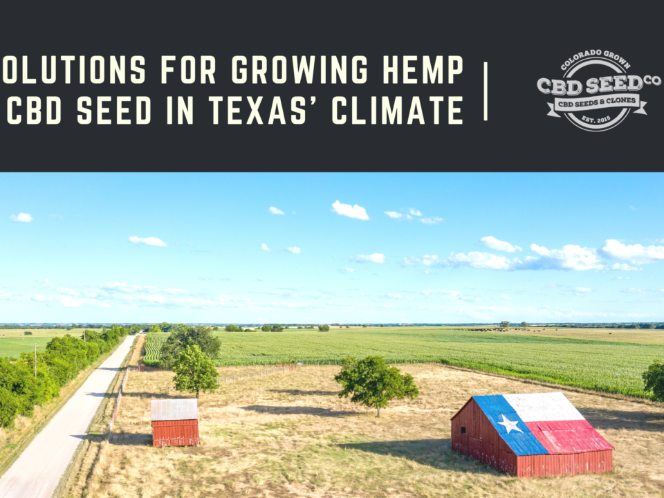 growing hemp cbd seed texas climate