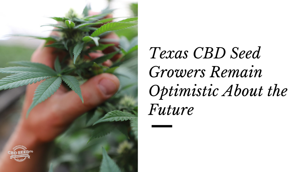 texas CBD seed growers optimistic