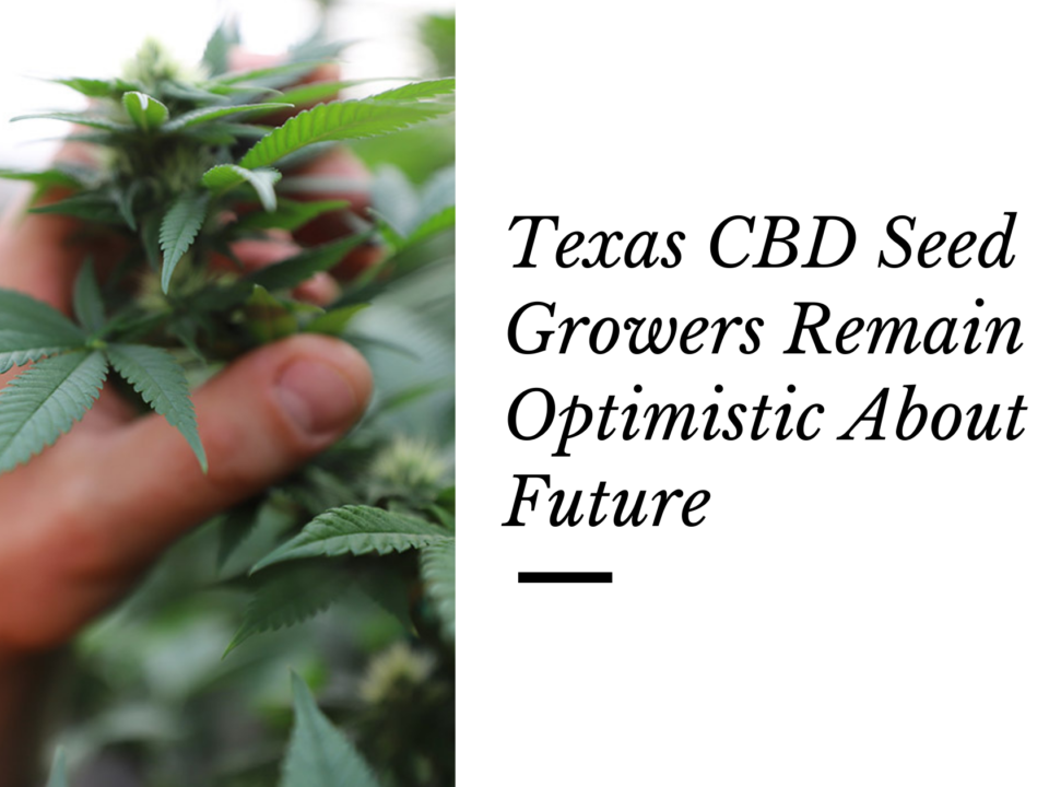 texas CBD seed growers optimistic