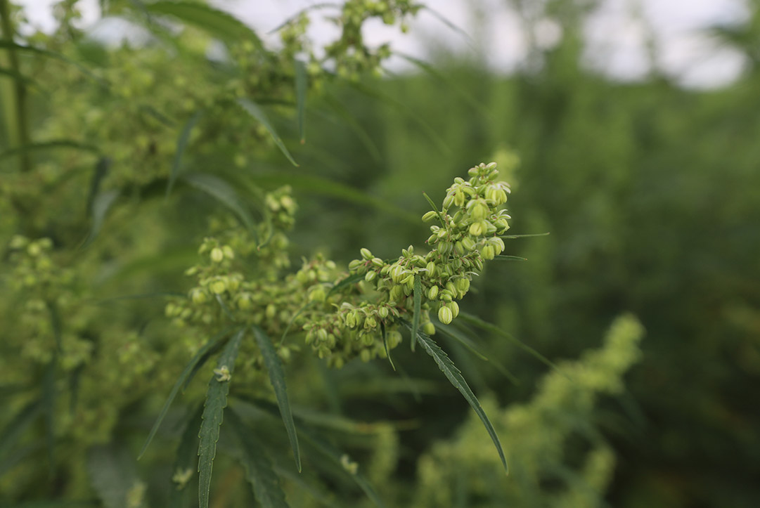 HIGH QUALITY HEMP SEED & CLONES