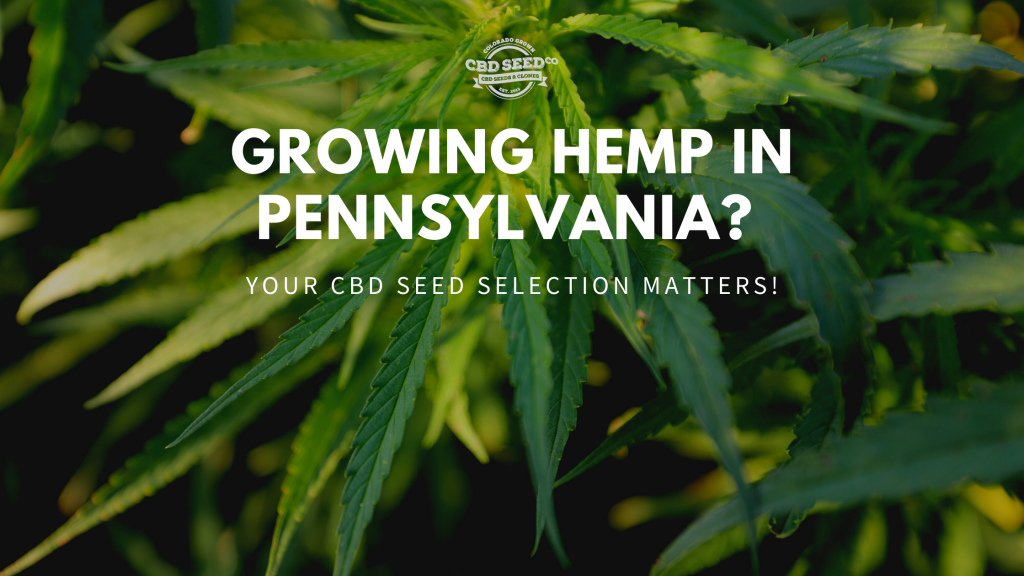 Growing Hemp in Pennsylvania? Your CBD Seed Selection Matters! CBD