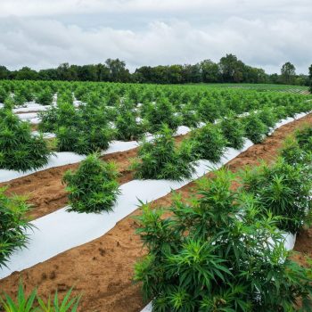 cbd-hemp-farming-netherlands cbd seed netherlands