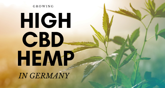cbd hemp seed germany cbd seed germany