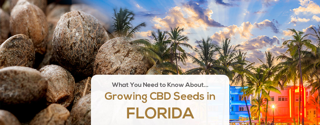 Growing High CBD Hemp in Florida CBD Seed Co.