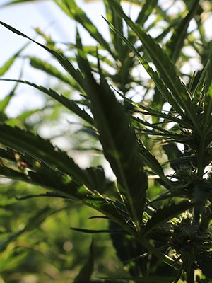 cbd dispensaries in iowa