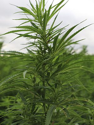 cbd-seed-co-where-we-grow-regions-tennessee cbd seed tennessee