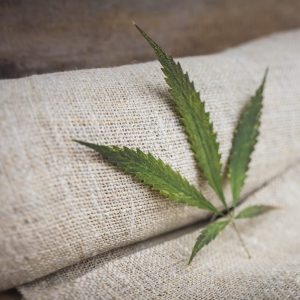 cbd-seed-south-africa cbd seed south africa