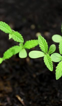 hemp-seed-germany cbd seed germany