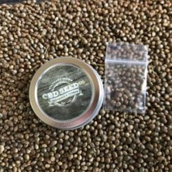 cbd-hemp-seed-malawi cbd seed malawi