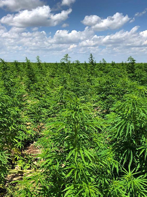 cbd-seed-alaska-farming cbd seed alaska