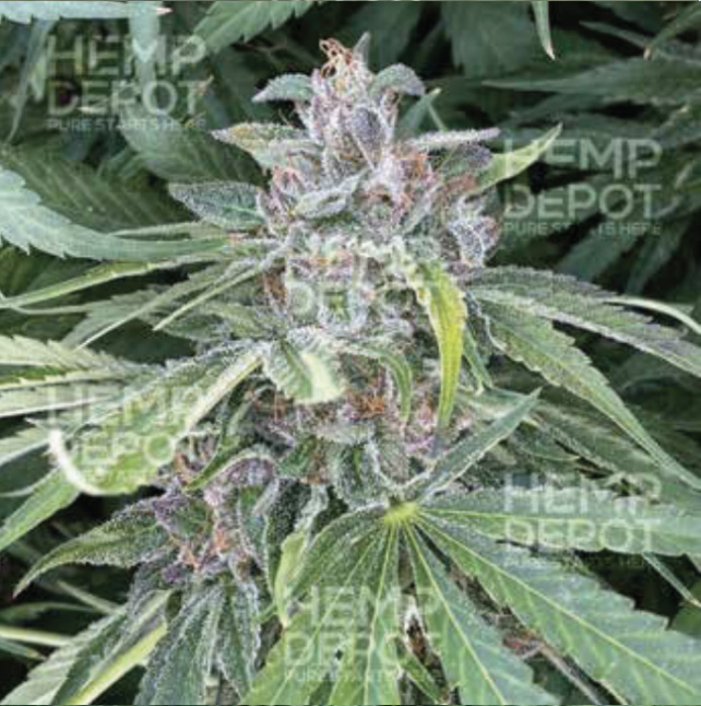 baox_high_cbd_hemp_clones_maine baox high cbd hemp clones maine