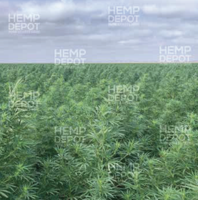 boax-feminized-CBD-seed-maine boax feminized cbd seed maine