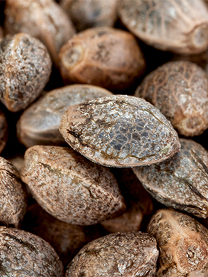 cbd-seed-washington-regions cbd seed washington regions