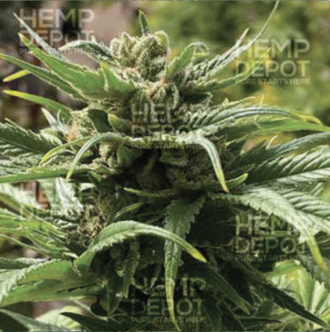 cherry_hd_feminized_hemp_seed-arizona cbd seed arizona