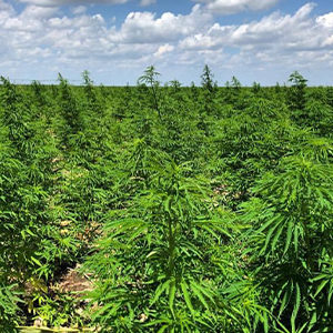 cbd-seed-massachusetts-hemp-farming-300 cbd seed massachusetts hemp farming
