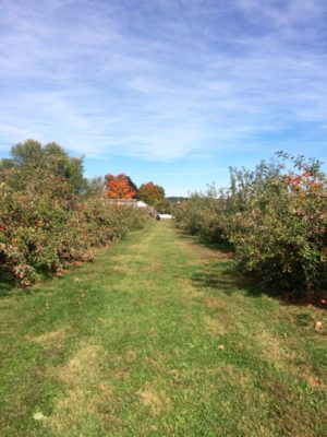connecticut cbd hemp transportation cbd seed connecticut