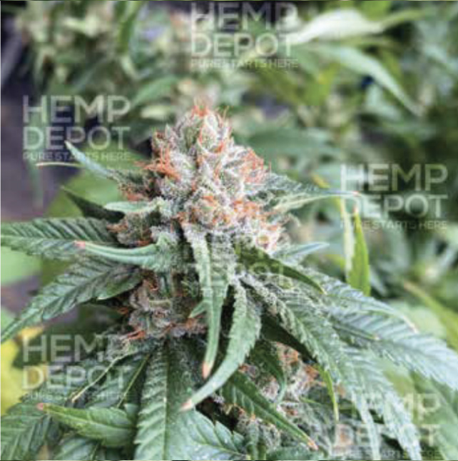 indiana-cherry-HD-hemp-clones cbd seed indiana