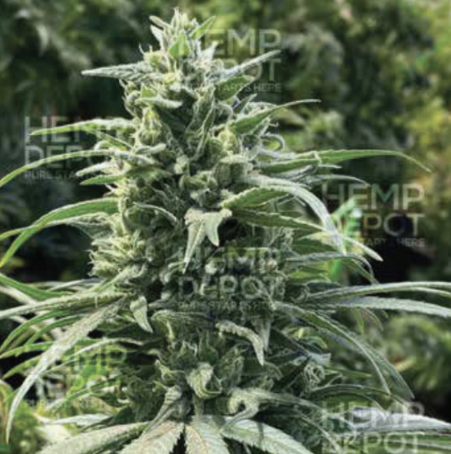 indiana-spectrum_hemp_clones cbd seed indiana