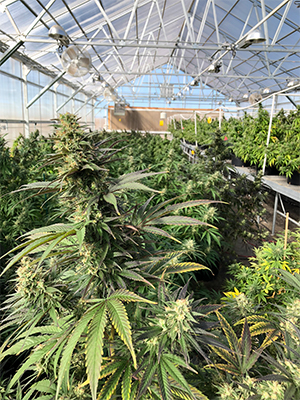 cbd-seed-hemp farming michigan cbd seed michigan