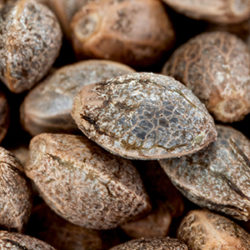cbd-seed-michigan-hemp-biomass cbd seed michigan